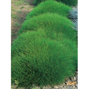 Frischgrüner GROW by OBI Bärenfell-Schwingel im 9 cm Topf, ideal als Bodendecker für Steingärten.