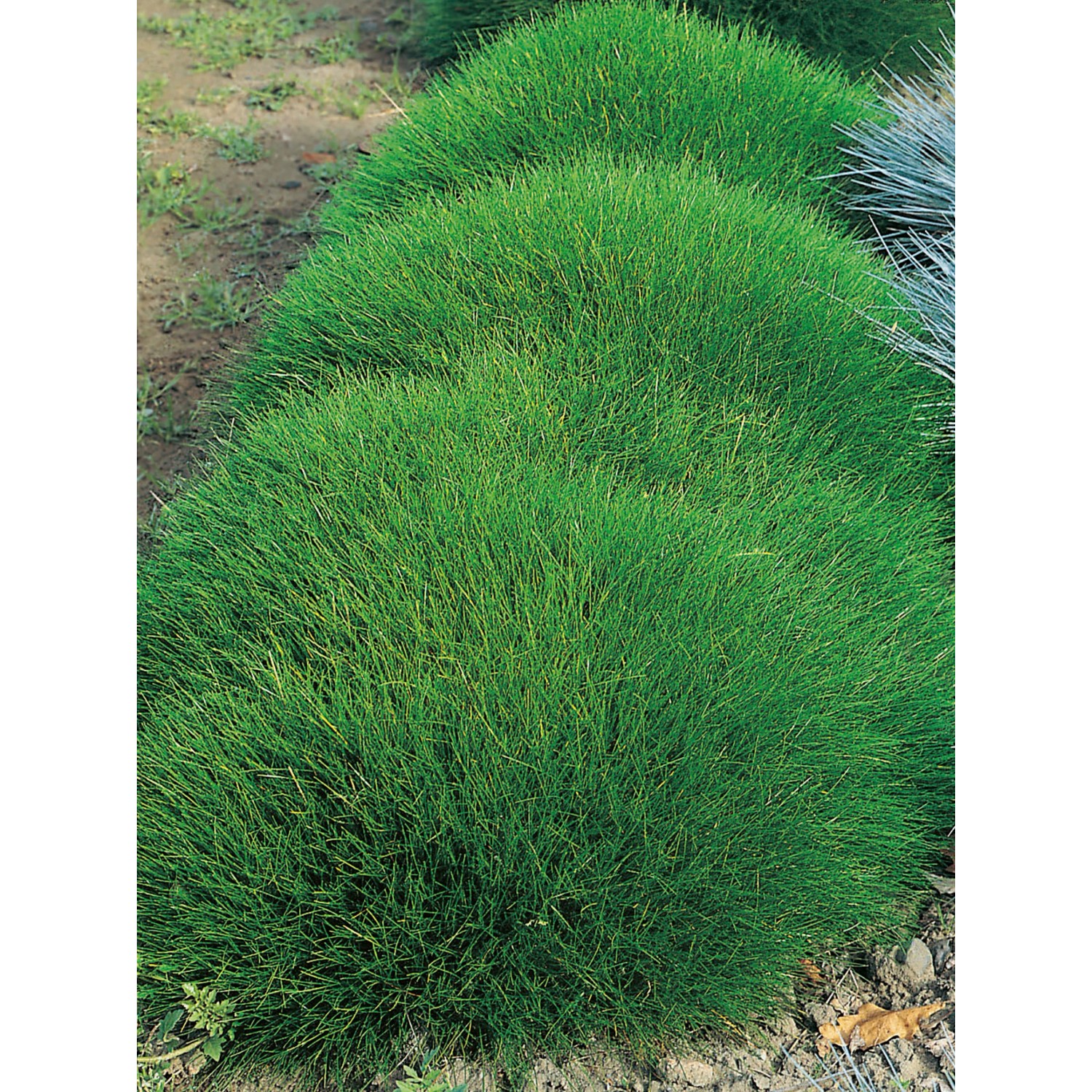 Bärenfell-Schwingel Grün Topf-Ø ca. 9 cm x 9 cm Festuca günstig online kaufen