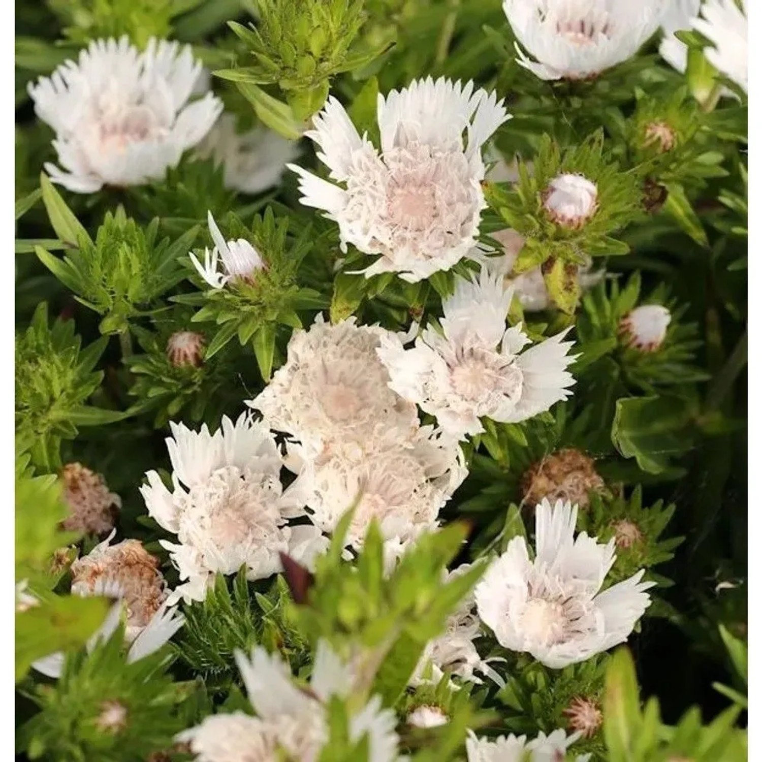 Kornblumenaster Träumerei - Stokesia,aevis