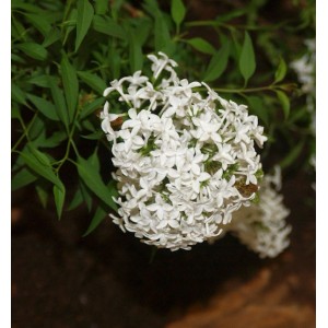 Nahaufnahme des weißen Persischen Flieders (Syringa persica) mit grünen Blättern.