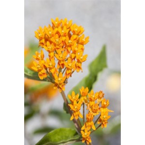 Orange Schmetterlingsblume (Asclepias Tuberosa) im 9x9 cm Topf, Nahaufnahme der Blüte.
