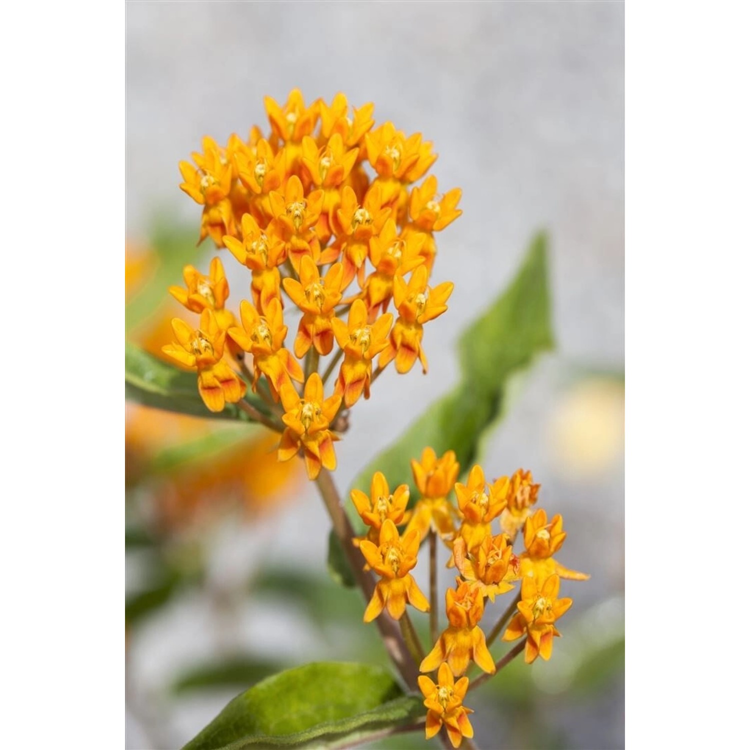Asclepias Tuberosa Schmetterlingsblume Ca. 9x9 cm Topf günstig online kaufen