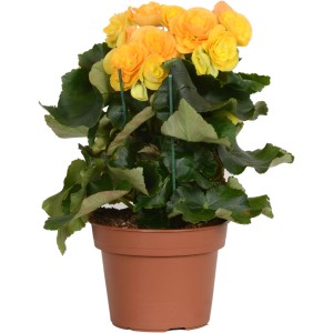 Gelbe GROW by OBI Begonie (Begonia Elatior) im braunen Topf, ca. 28-34 cm hoch.