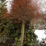 Harlekinweide 'Hakuro Nishiki' mit rosa-weißen Blättern und 40 cm Stammhöhe im winterlichen Garten.