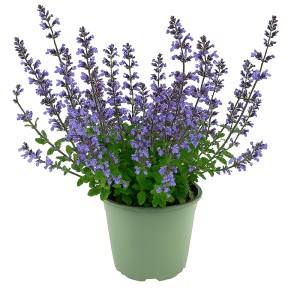 Blühende Katzenminze (Nepeta faassenii) im Topf mit lavendelblauen Blüten.