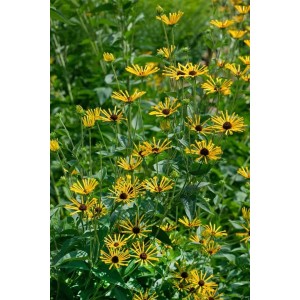 Gelb blühender Duft-Sonnenhut 'Henry Eilers' (Rudbeckia subtomentosa) im Topf.