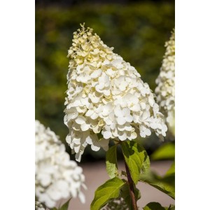 Nahaufnahme der cremeweißen Blüten der Rispenhortensie 'Magical Moonlight'.