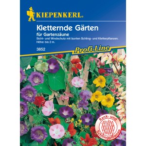 Samenpackung Kletternde Gärten-Schlingpflanzen mit bunten Blüten für Zäune und Wände.