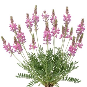 Esparsette Pflanze mit rosaroten Blüten und grünen Blättern. Eine schöne Bienenweide. Onobrychis viciifolia.