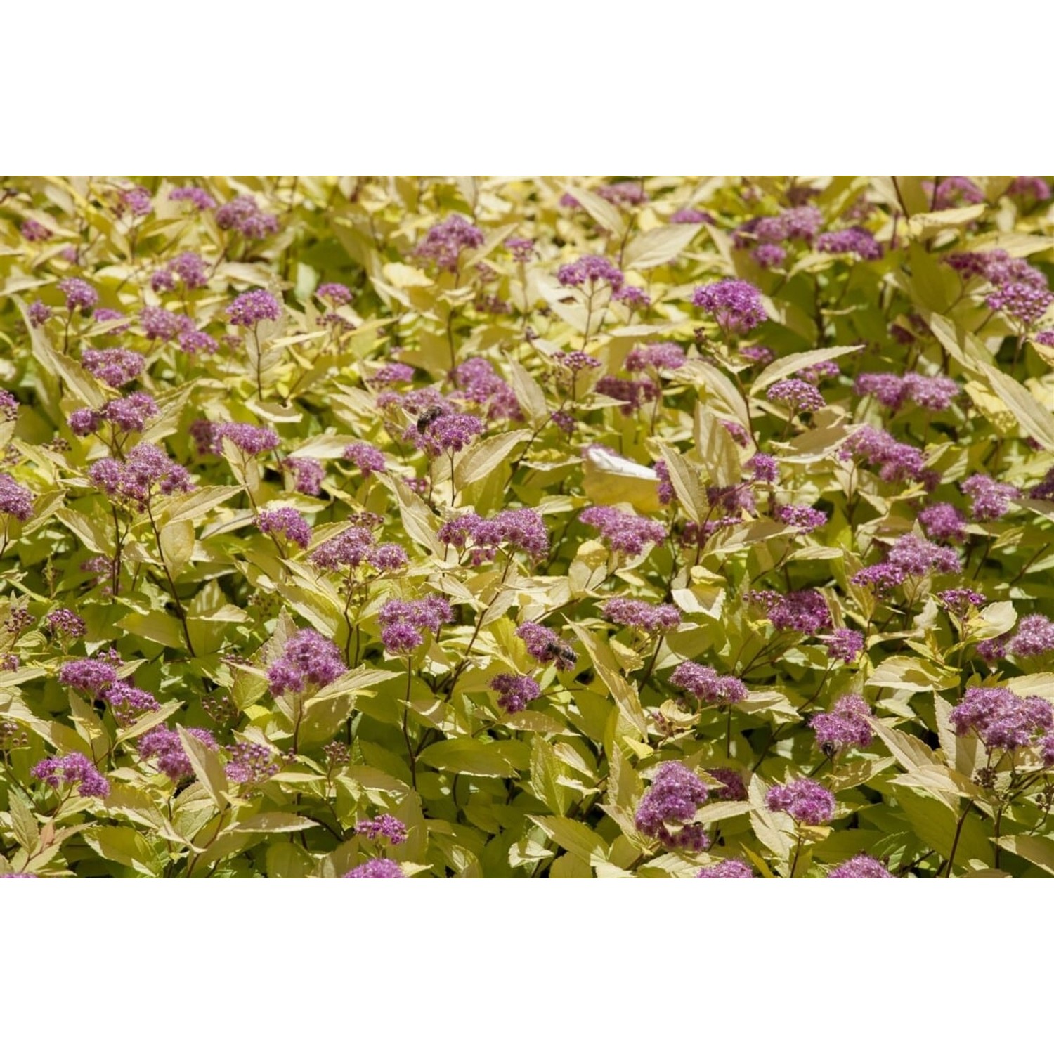 Spiraea Japonica Goldspiere 15-20 cm günstig online kaufen