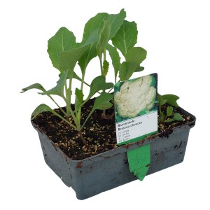 Blumenkohl Jungpflanzen in 6er Schale mit Wurzelballen, ideal für den eigenen Gemüseanbau.