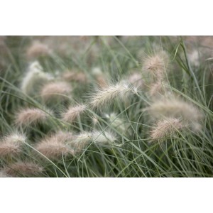 Detailaufnahme von Lampenputzergras (Pennisetum villosum) mit flauschigen, cremeweißen Blütenständen.