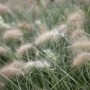 Detailaufnahme von Lampenputzergras (Pennisetum villosum) mit flauschigen, cremeweißen Blütenständen.