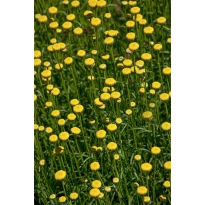 Nahaufnahme von Santolina Rosmarinifolia (Heiligenkraut) mit silbrig-grünem Laub und gelben Blüten.