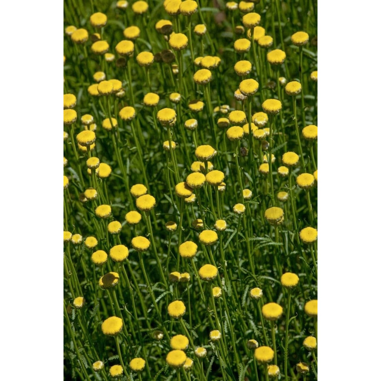 Santolina Rosmarinifolia Heiligenkraut Silbrig-Grün Ca. 9x9 cm Topf günstig online kaufen