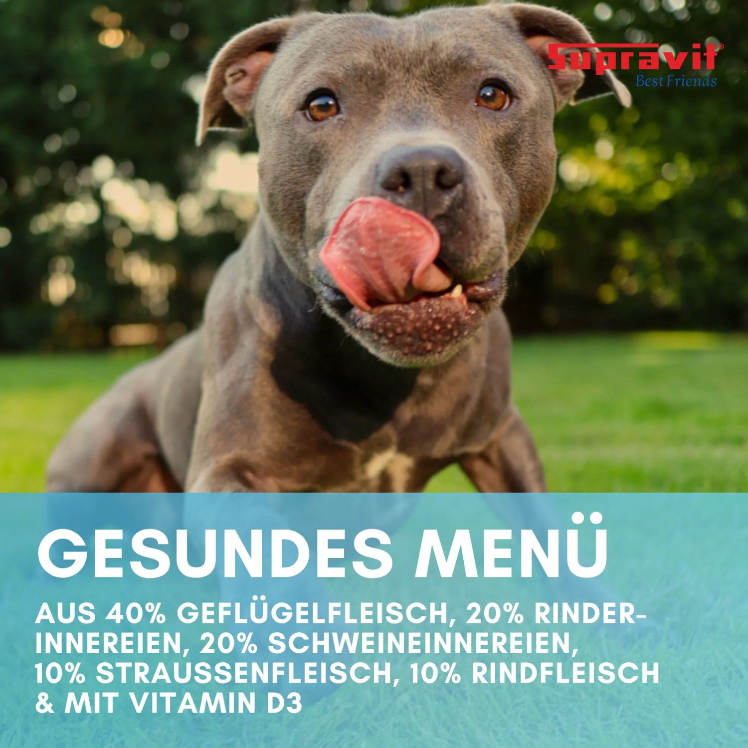 Hund leckt sich die Lippen, freut sich auf Supravit Hundenassfutter mit Straußenfleisch.