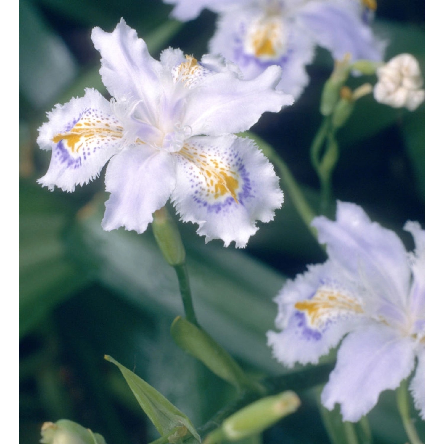 Japanische Iris - Iris japonica günstig online kaufen