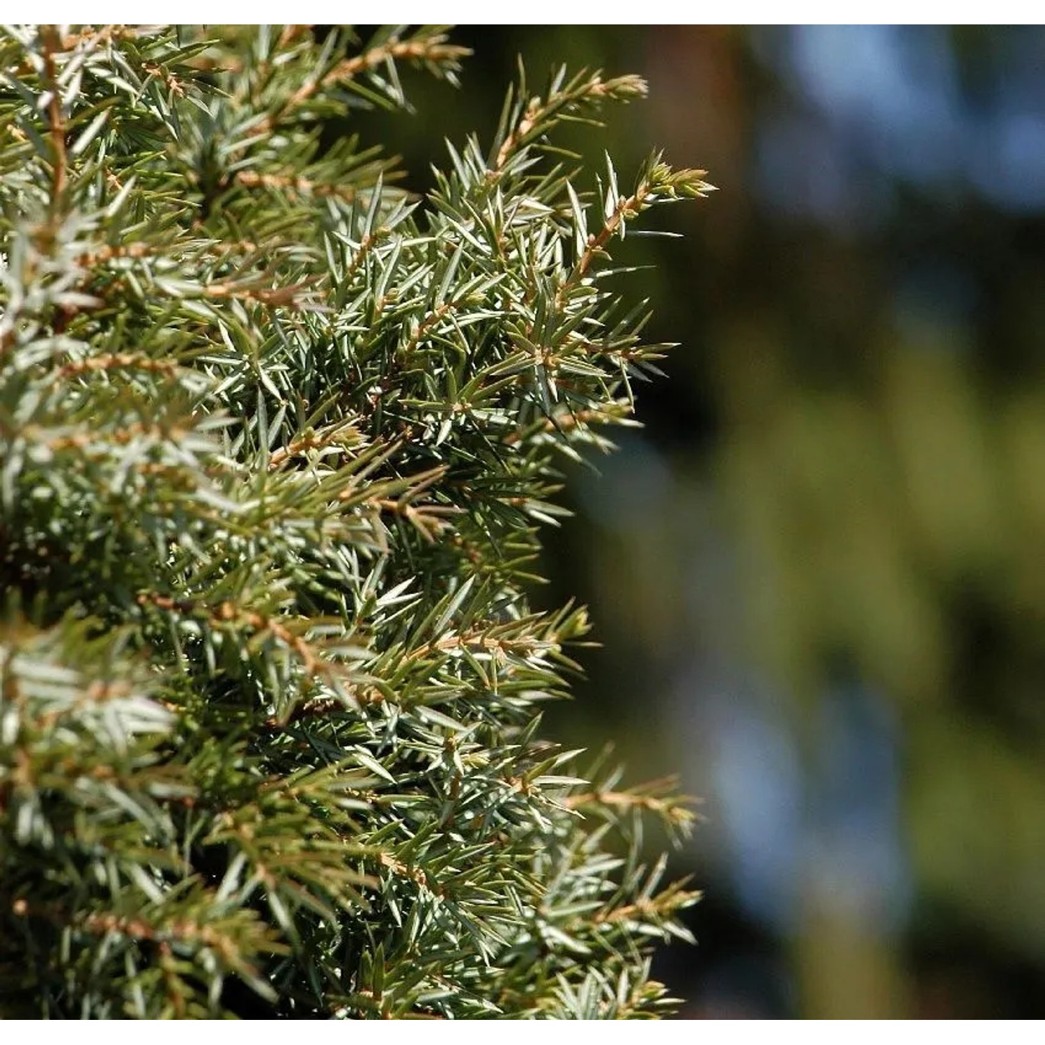 Schwedischer Säulen Säulenwacholder 60-80cm - Juniperus communis