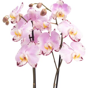 GROW by OBI Schmetterlingsorchidee Magic Art, ca. 60-70 cm hoch, mit rosa-weißen Blüten und gelber Lippe.