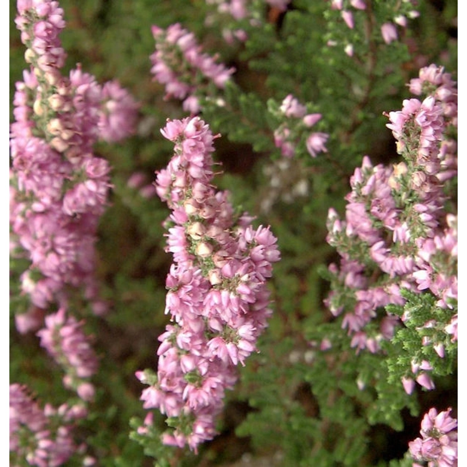 10x Besenheide Rote Mullion - Calluna vulgaris günstig online kaufen