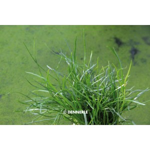 Dennerle Plants Aquariumpflanze Lilaeopsis Mauritiana, grüne Vordergrundpflanze für Nano Cubes.