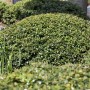 Buschiger Ilex crenata 'Green Lustre' (20-25 cm) als Heckenpflanze mit glänzendem, grünen Laub.