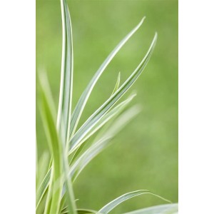 Detailaufnahme der Carex Caryophyllea 'The Beatles' Segge mit grün-weiß gestreiften Blättern.