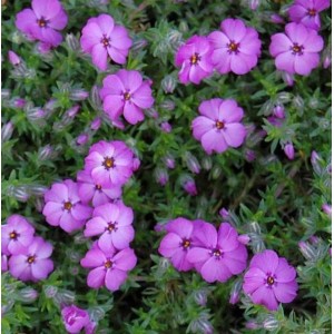 Nahaufnahme der Teppich-Flammenblume 'Red Admiral' (Phlox douglasii) mit lila Blüten.
