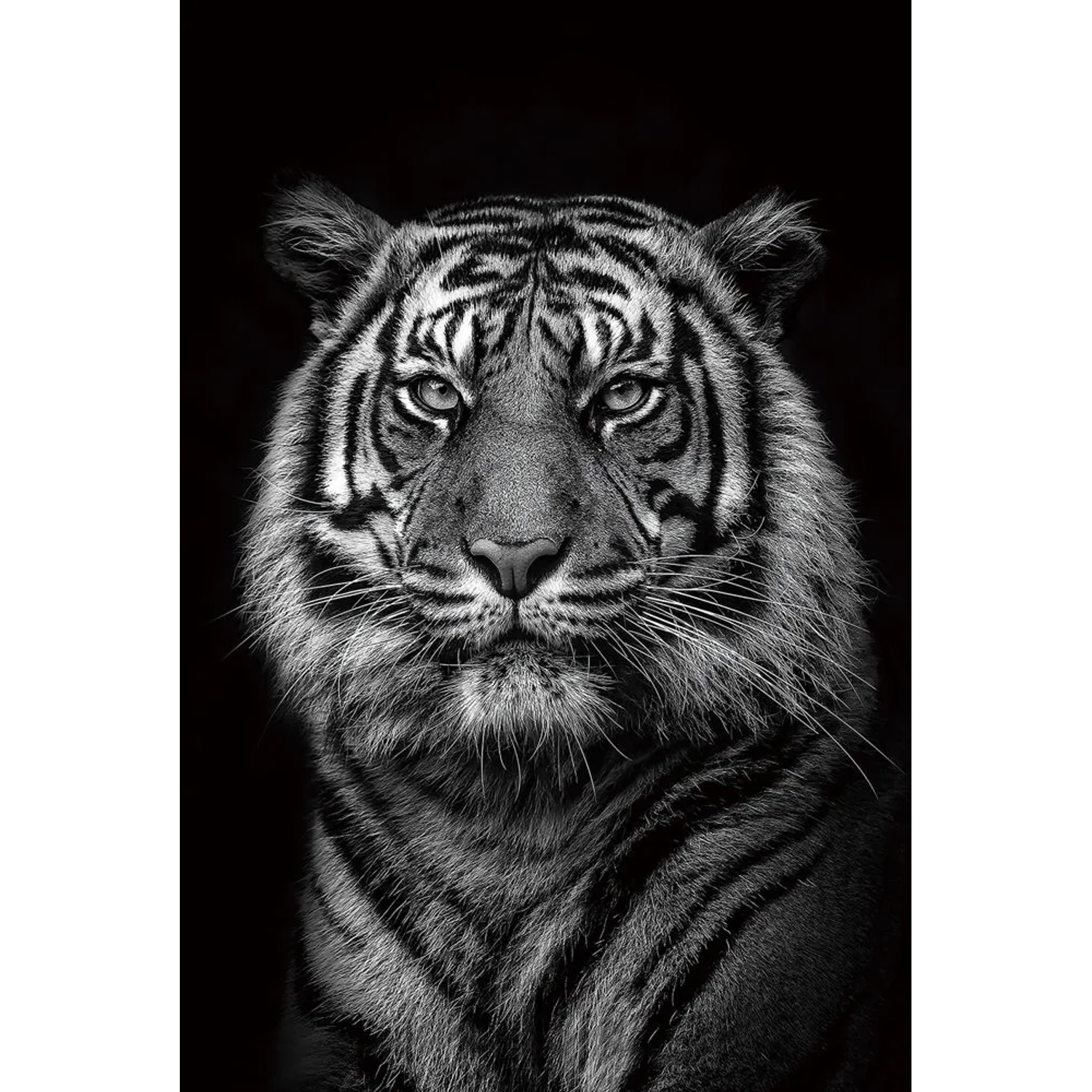 Art Universe Leinwandbild Königstiger 80 x 120 cm