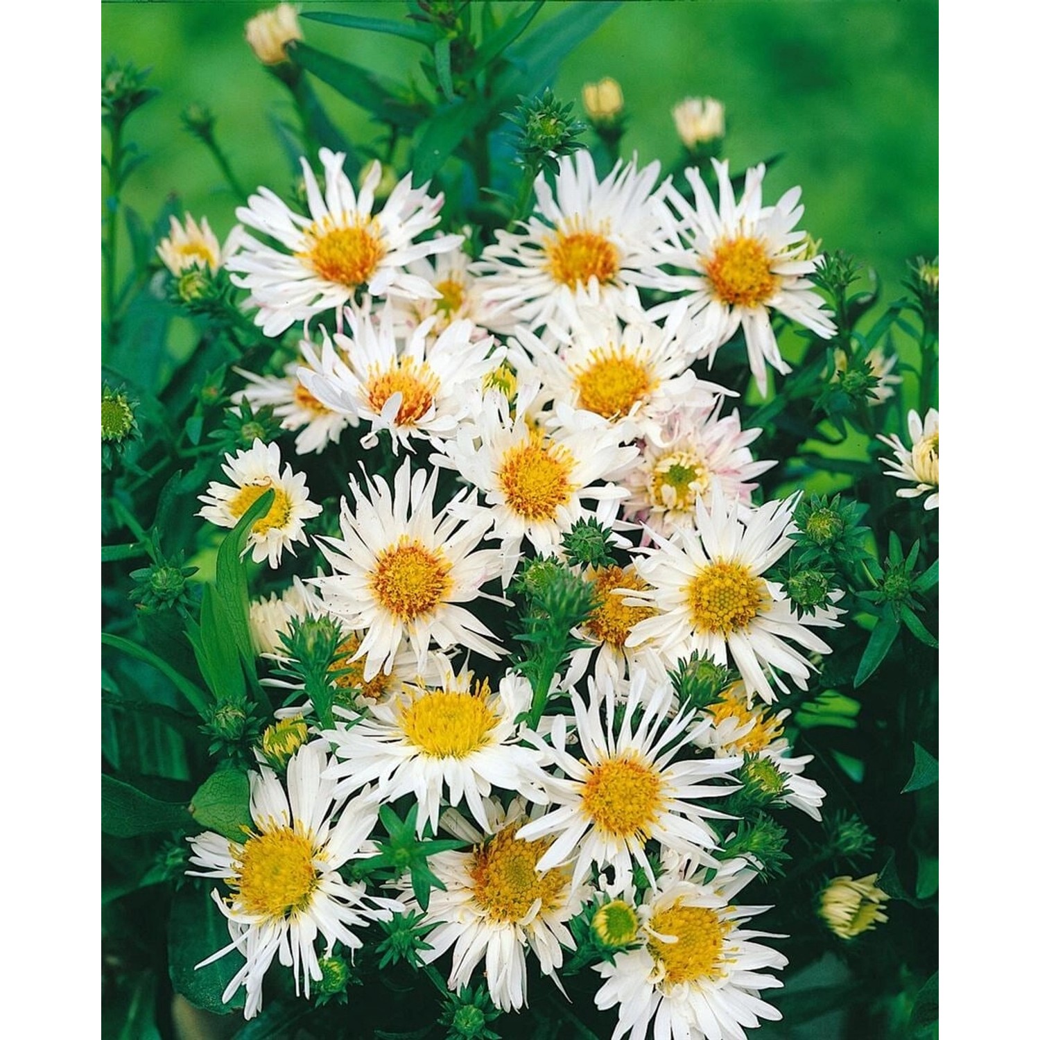 Aster Ericoides Myrtenaster Ca. 11x11 cm Topf günstig online kaufen