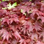 Nahaufnahme des roten Fächerahorns Fireglow (Acer palmatum) mit filigranen Blättern.