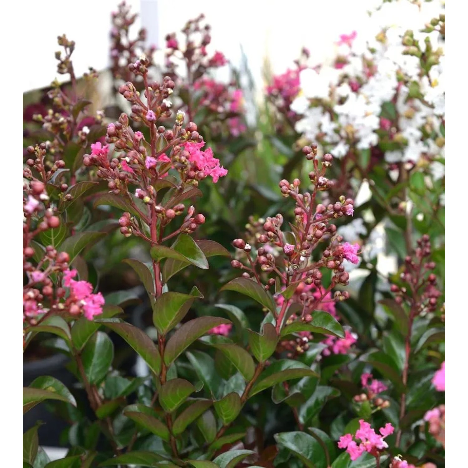 Chinesische Kräuselmyrte Petite Pink Monkie 80-100cm - Lagerstroemia indica