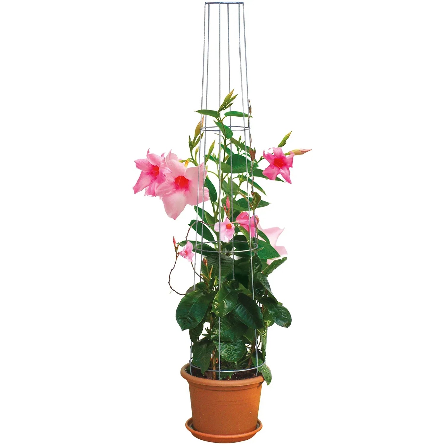 Bellissa Ranksäule, kegelförmig, 80 cm, verzinkt, mit blühender Kletterpflanze im Topf.