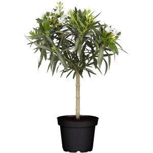 GROW by OBI Oleander als Stamm im Topf, mit weißen Blüten und grünen Blättern.