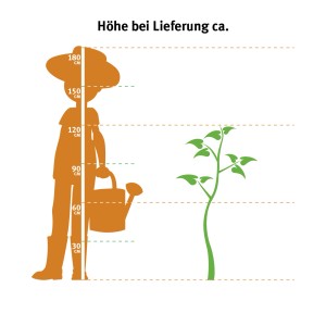 Illustration: Größenvergleich Efeutute am Moosstab (Höhe bei Lieferung).