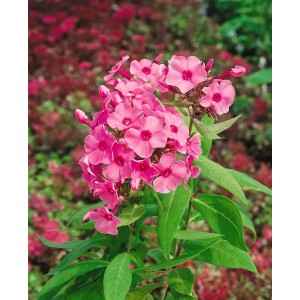 Sommerphlox 'Flamingo' mit leuchtend pinkfarbenen Blüten im 11x11 cm Topf.