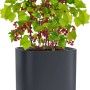 Lechuza Pila Color Pflanzgefäß in Schiefergrau mit roter Johannisbeere bepflanzt.