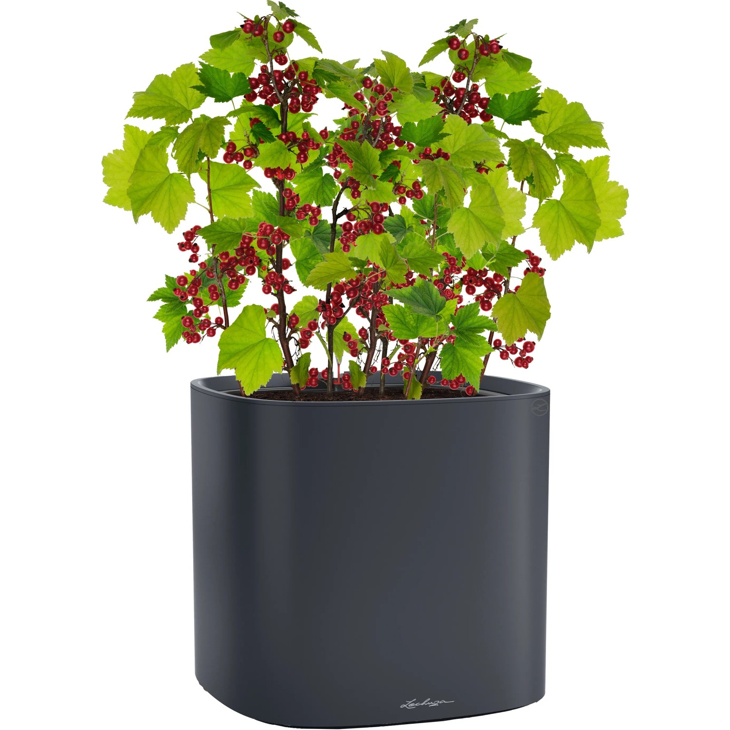 Lechuza Pila Color Pflanzgefäß in Schiefergrau mit roter Johannisbeere bepflanzt.