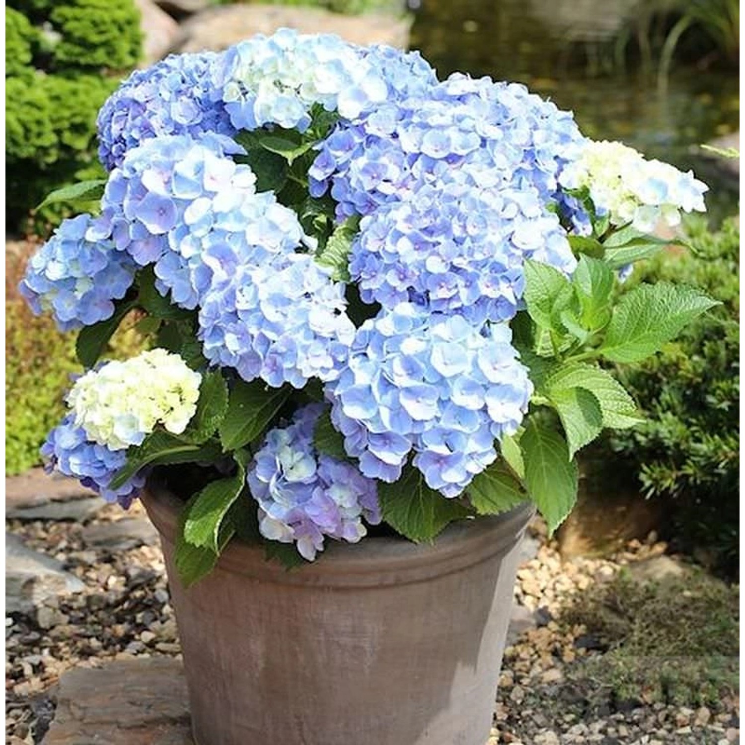 Kleinwüchsige Gartenhortensie Nikko Blue 30-40cm - Hydrangea macrophylla