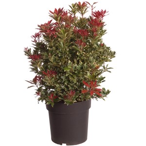 Lavendelheide 'Carnaval' im Topf, ca. 40-50 cm hoch, mit bunten Blättern in Weiß, Grün und Pink.