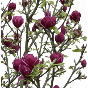 Pflanzen-Boering Magnolia Soulangiana Genie  Rote Tulpen Magnolie Hochstamm Gesamthöhe 170-180 cm