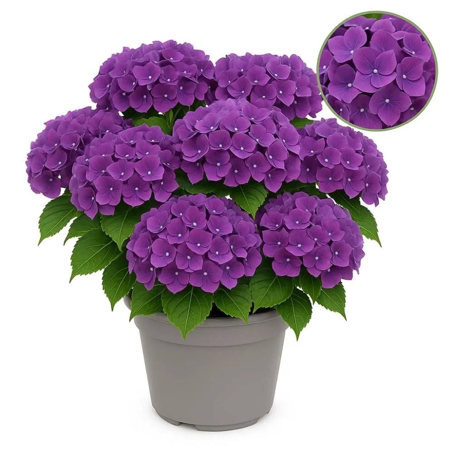 Exotenherz Hortensia Hydrangea Forever & Ever Lila 7-12 Blühten 23cm Topf günstig online kaufen