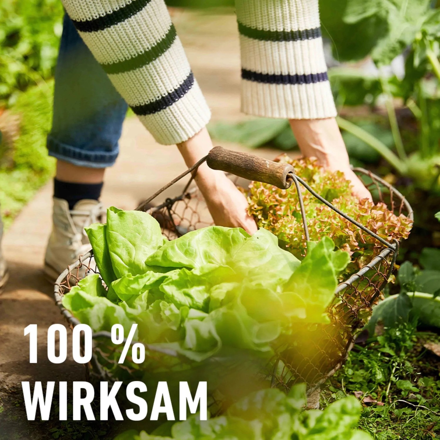 Gefüllter Erntekob mit Salat; zur Anwendung von Compo Schneckenkorn.