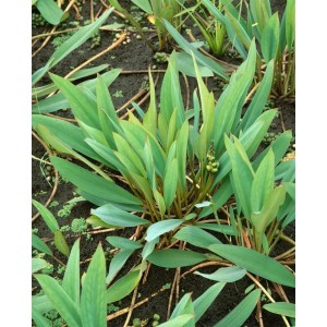 Orontium Aquaticum Staude im 9x9 cm Topf mit grünen Blättern und Knospen.
