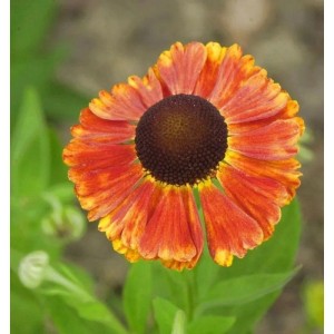 Nahaufnahme der orange-gelben Sonnenbraut Waltraut (Helenium) mit braunem Blütenkopf.