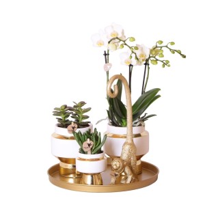 Kolibri Pflanzenset Luxury Living mit Orchidee, Sukkulenten und goldenem Deko-Affe auf goldenem Tablett.