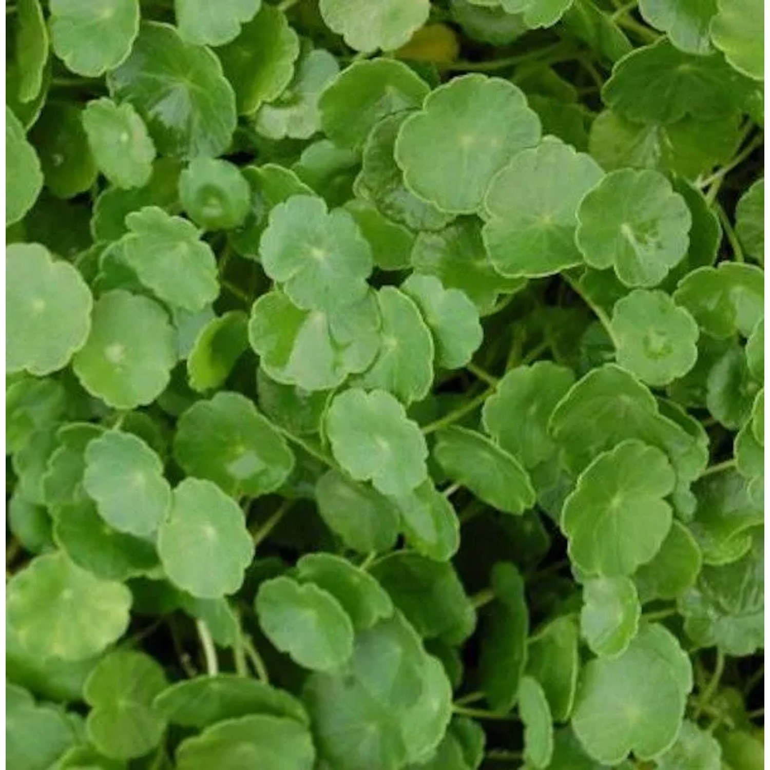 Gemeiner Wassernabel - Hydrocotyle vulgaris