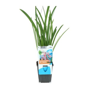 Sumpfgladiole 'Mrs. Hegarty' im Topf, rosa Blüten, geeignet für den Gartenteich.