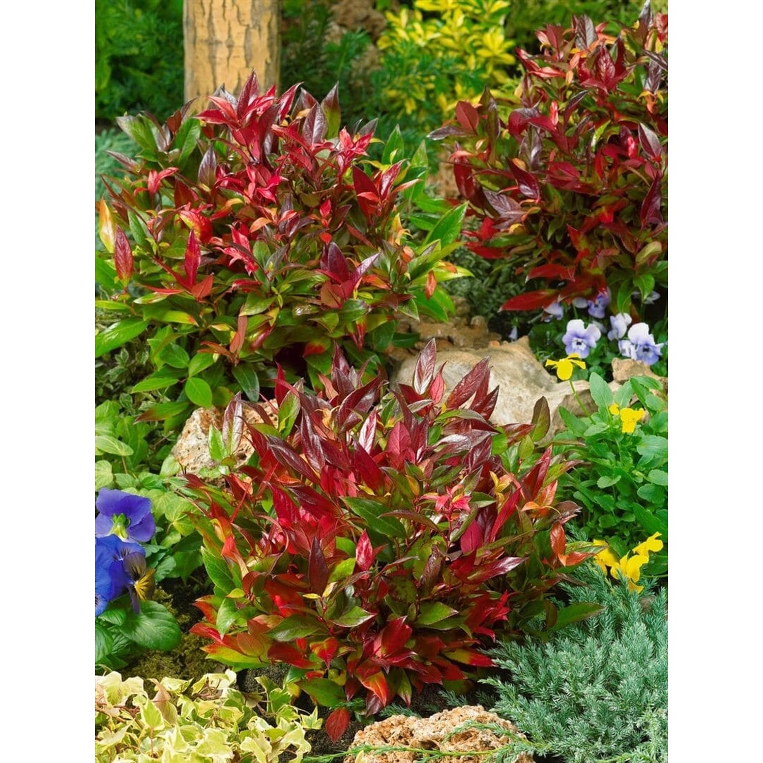 Leucothoe Axillaris Red Lips Traubenmyrte Rot 20–25 cm günstig online kaufen