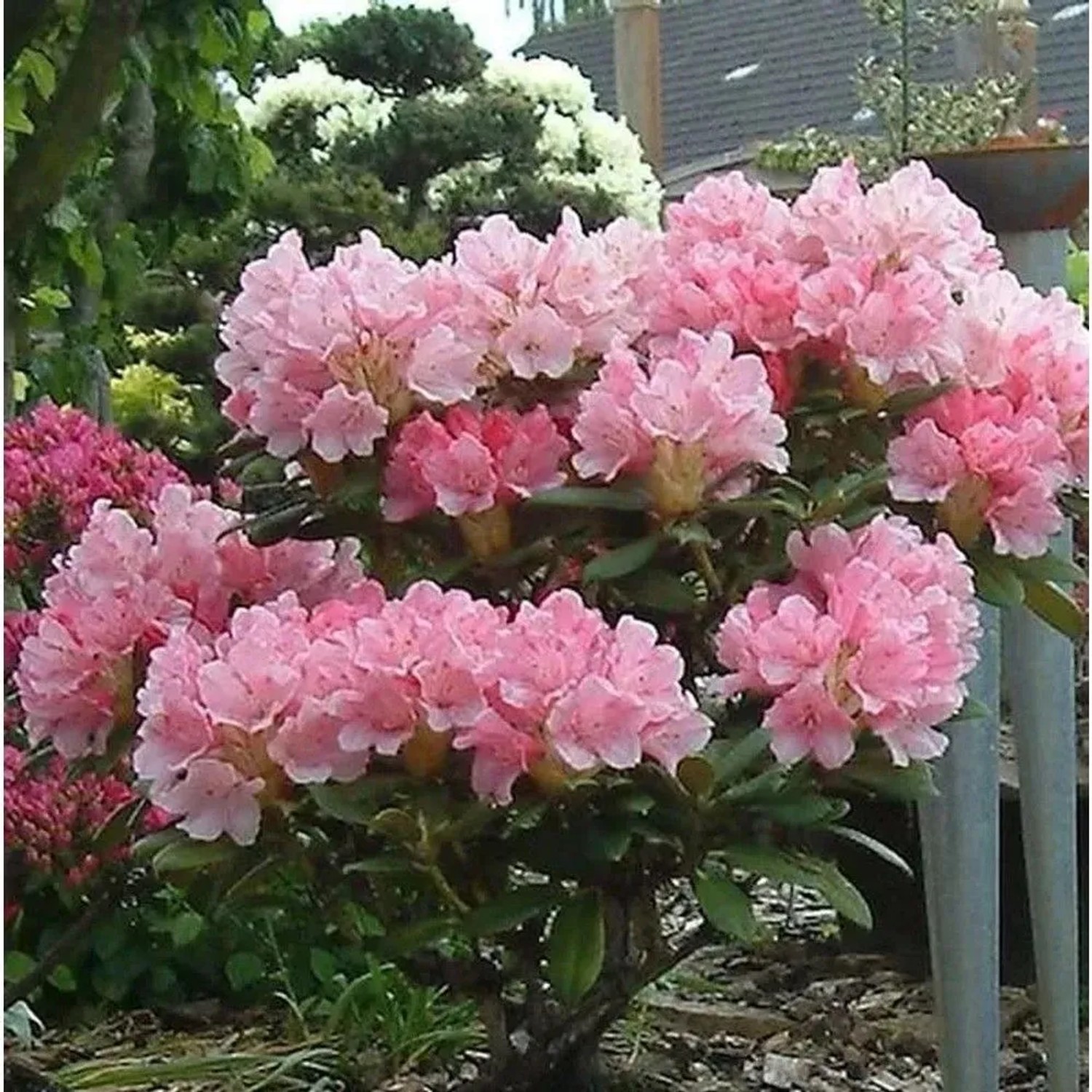 INKARHO - Rhododendron Loreley 25-30cm - Rhododendron yakushimanum